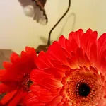 Rossococomero Primavera! Κατάλυμα σε φάρμα